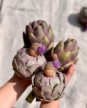 Load image into Gallery viewer, Artichoke Baby
