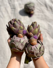 Load image into Gallery viewer, Artichoke Baby
