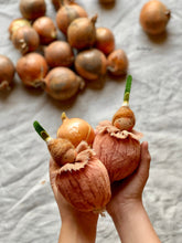 Load image into Gallery viewer, Onion Baby
