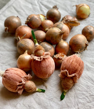 Load image into Gallery viewer, Onion Baby
