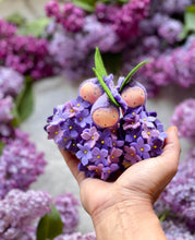 Load image into Gallery viewer, Lilac
